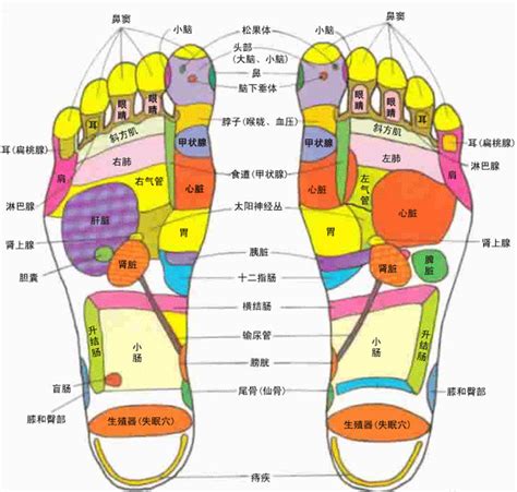 足山裏 穴位